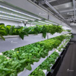 Soil-Free Hydroponic Shipping Containers