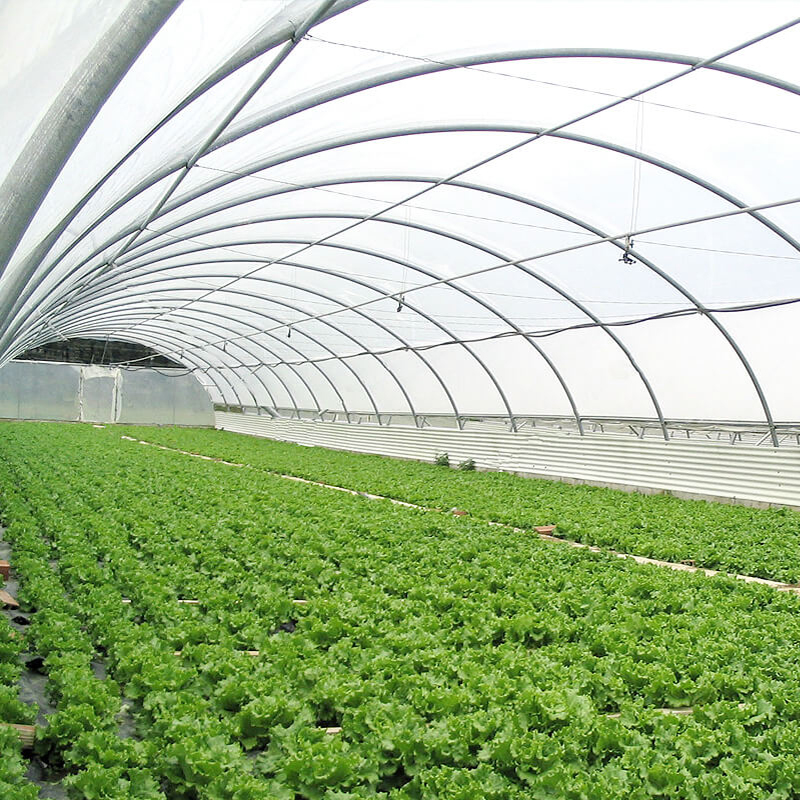 Durable Single Span Film Tunnel Greenhouse