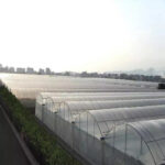 Multi Span Film Tunnel Greenhouse