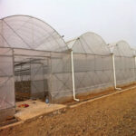 Multi Span Film Tunnel Greenhouse