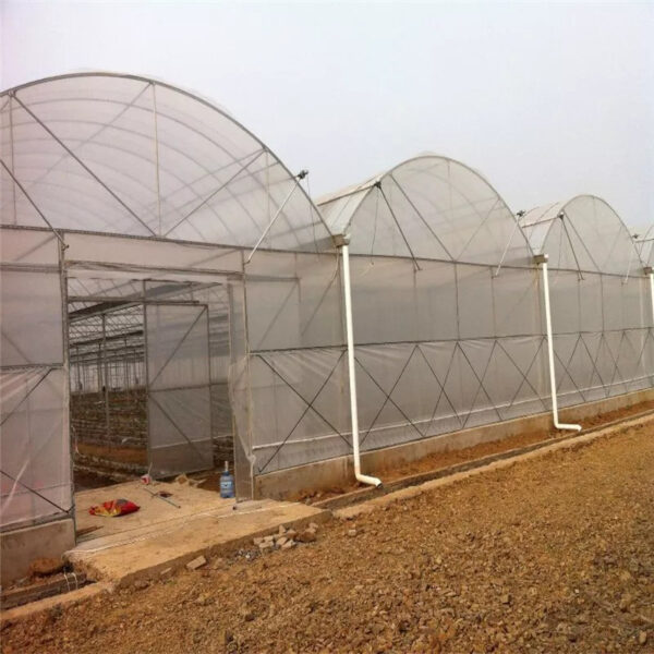 Multi Span Film Tunnel Greenhouse