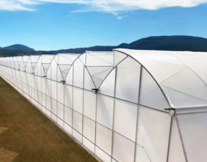 Long-Life Multi Span Greenhouse