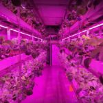 Customizable Strawberry Container Farm