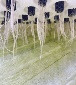 Hydroponic System
