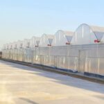Economical Multi Span Greenhouse