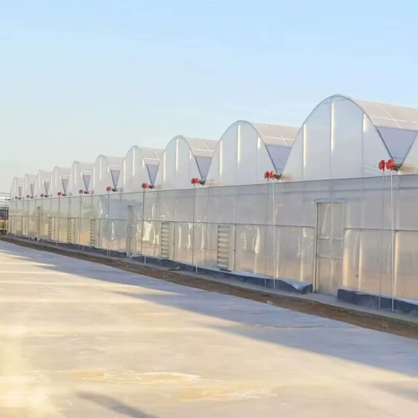 Economical Multi Span Greenhouse