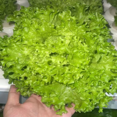 Leafy Vegetable Cultivation Solutions